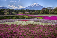 平日の富士山296