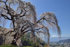 週末の富士山（新作1144）