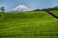 週末の富士山（新作644）