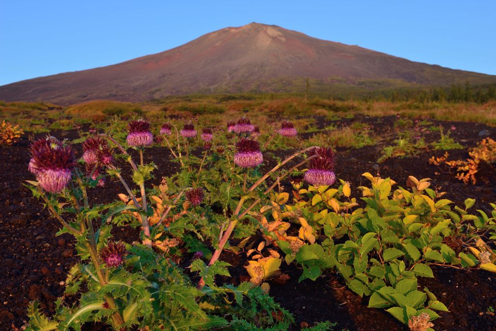 平日の富士山379