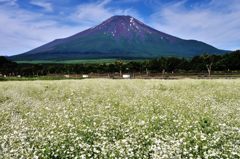 週末の富士山（新作239）