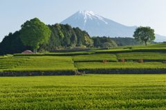 週末の富士山（新作847）
