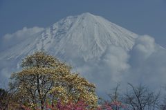 週末の富士山（新作178）