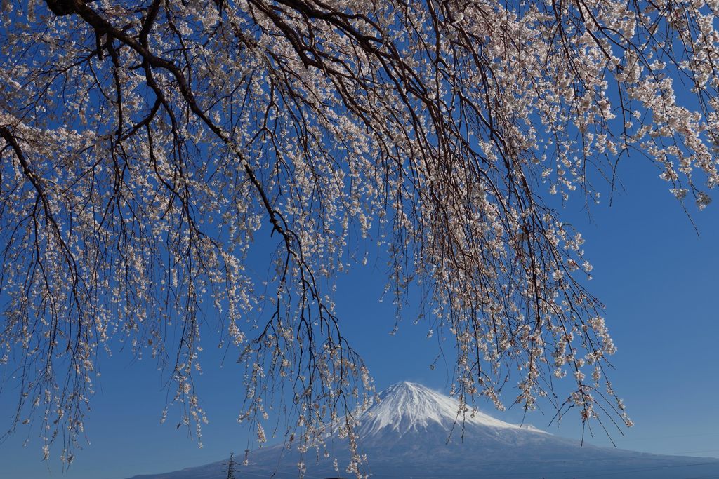 週末の富士山（新作1131）