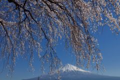 週末の富士山（新作1131）