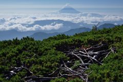週末の富士山（新作978）