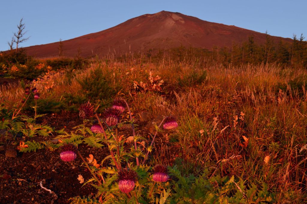 週末の富士山（新作30）