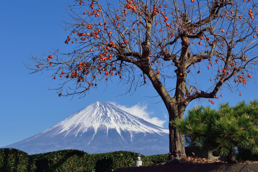 平日の富士山487