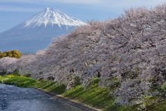 週末の富士山（新作1135）