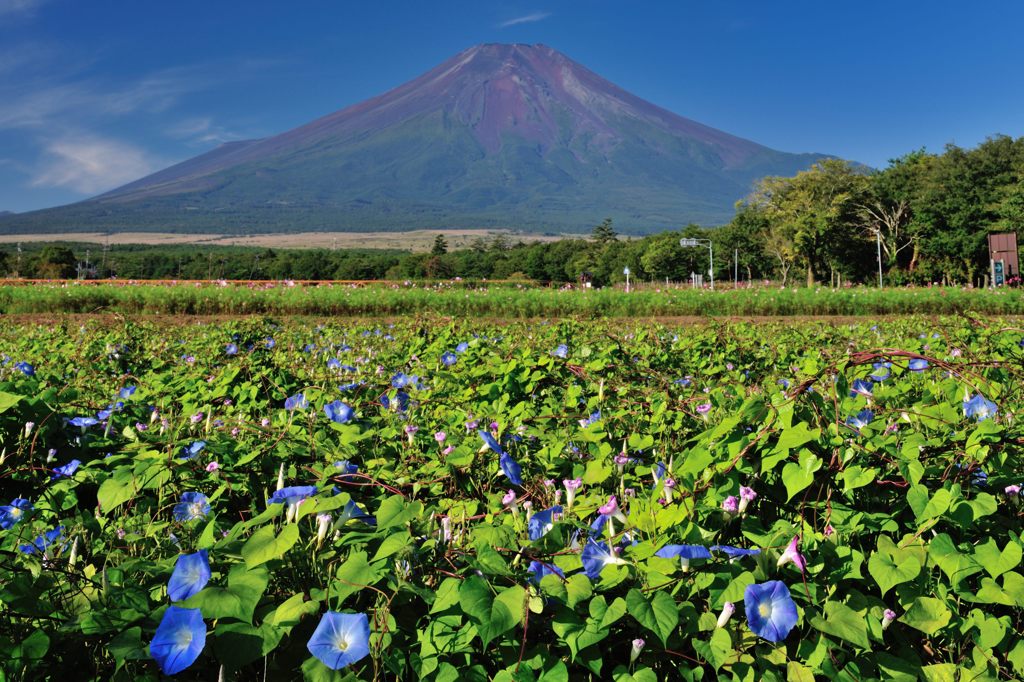 週末の富士山（新作23）