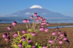 週末の富士山（新作306）