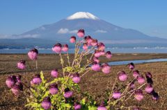 週末の富士山（新作306）