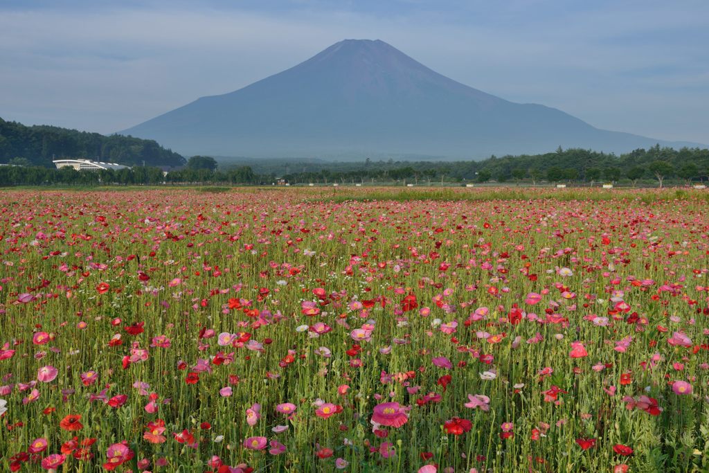 週末の富士山（新作947）
