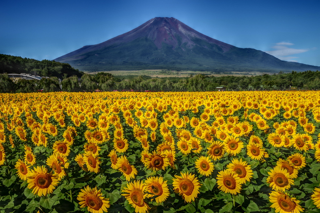 平日の富士山94