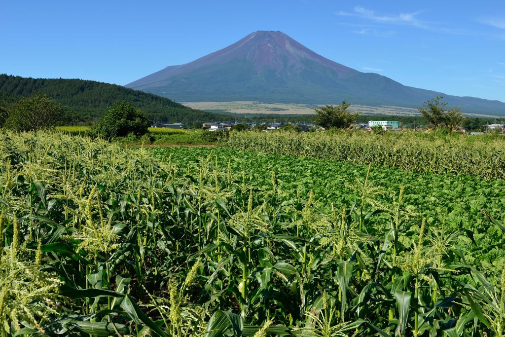 週末の富士山（新作1016）