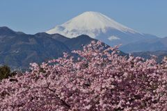 平日の富士山209