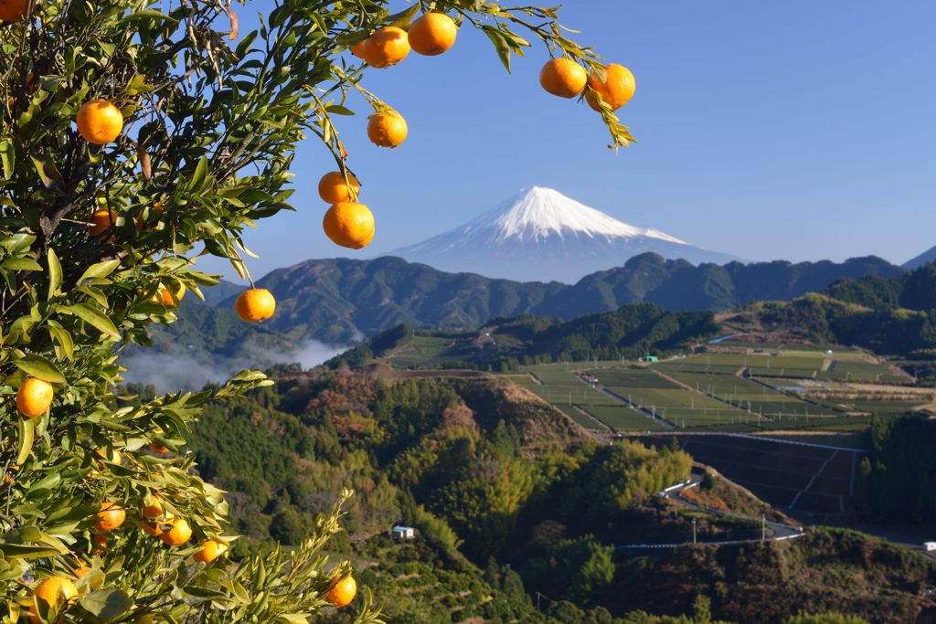 週末の富士山（新作91）