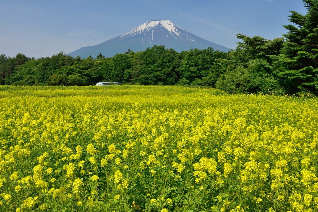 週末の富士山（新作683）