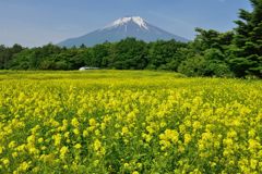 週末の富士山（新作683）