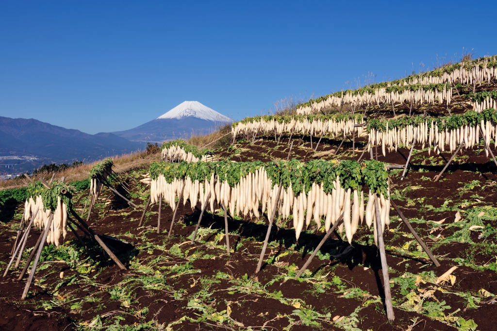 週末の富士山20
