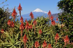 週末の富士山（新作122）