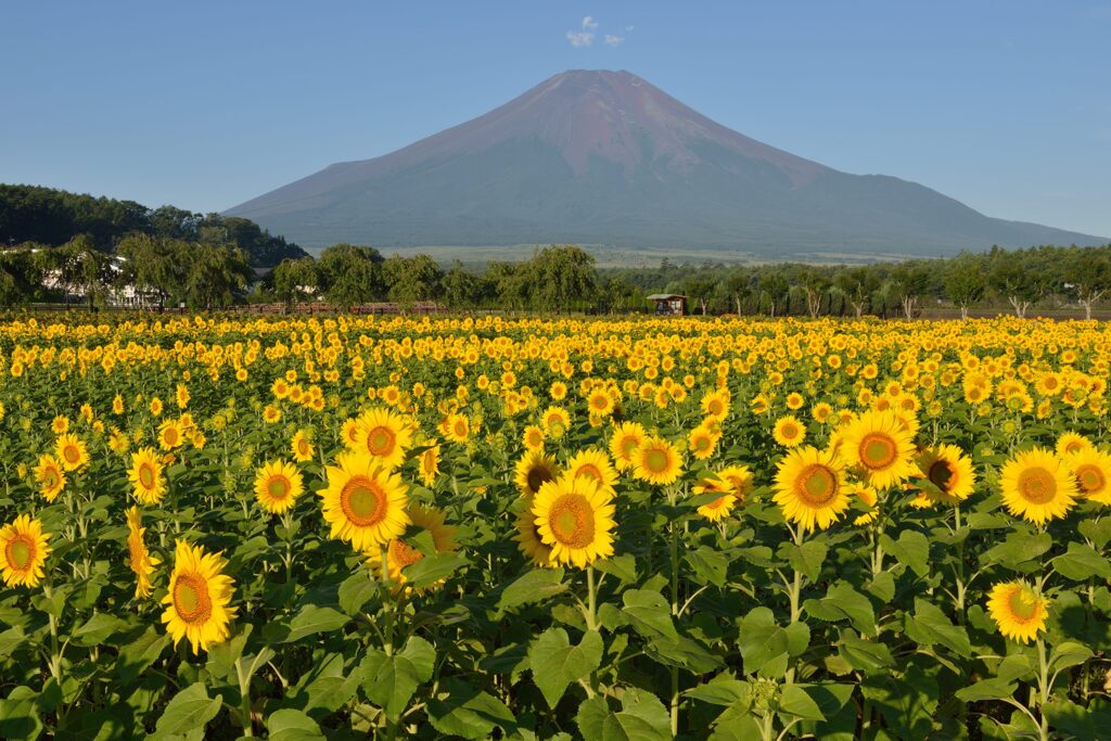 平日の富士山754