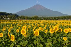 平日の富士山754