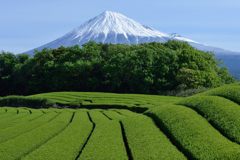 週末の富士山（新作1177）