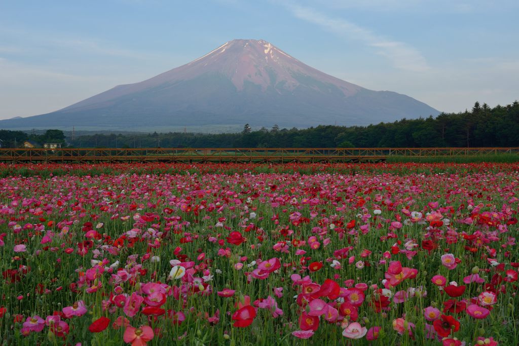 平日の富士山335