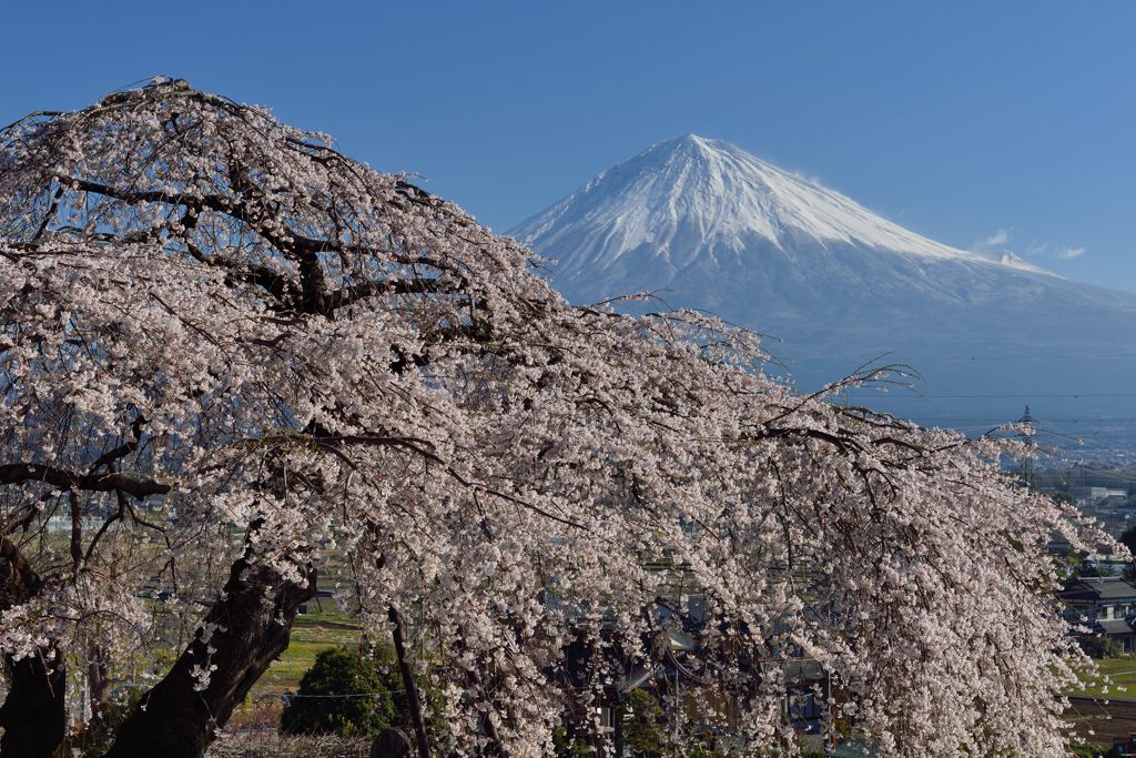 週末の富士山（新作1128）