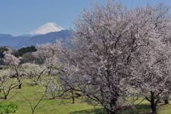 平日の富士山1066