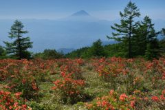 週末の富士山（新作912）