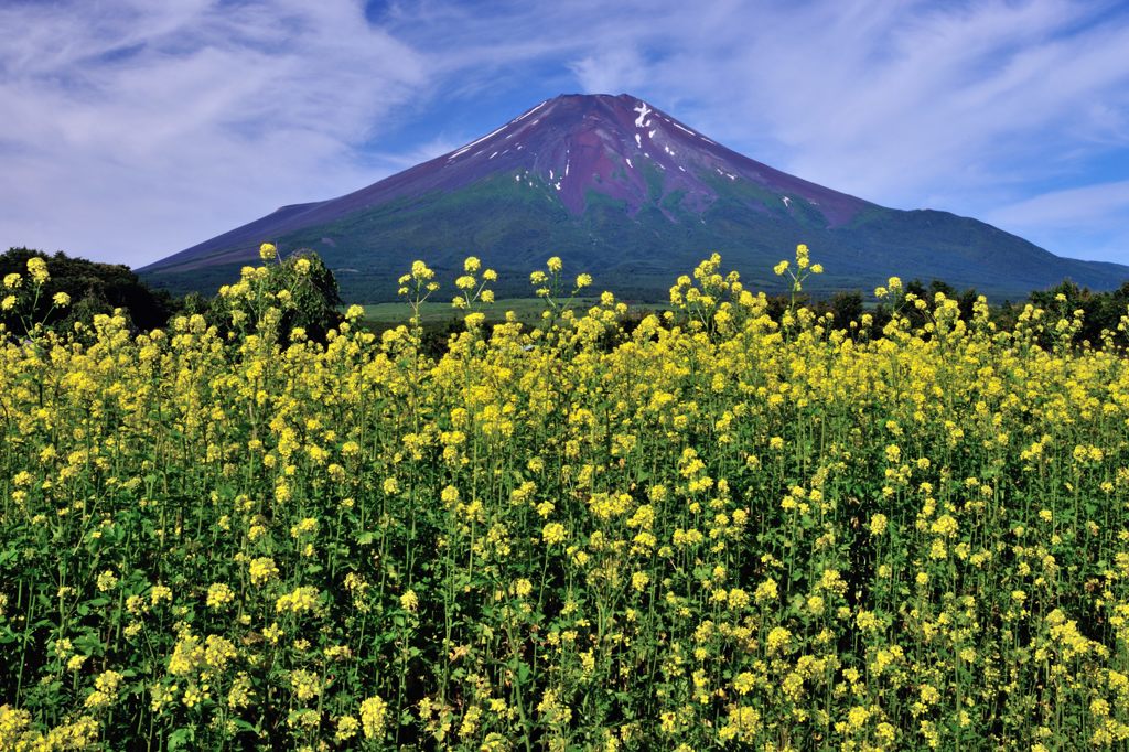 週末の富士山（新作240）