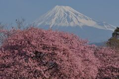 平日の富士山1035