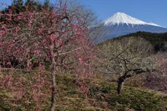 週末の富士山（新作1288）