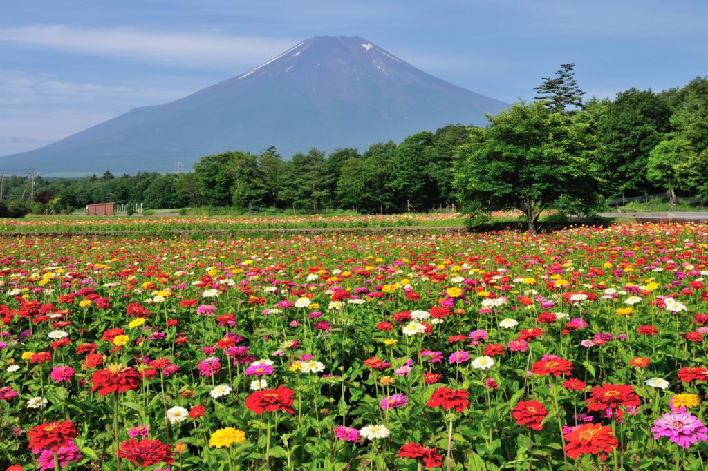 週末の富士山（新作11）