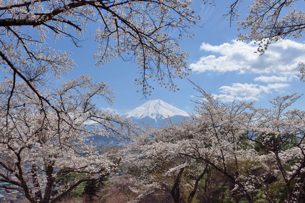 週末の富士山（新作1149）