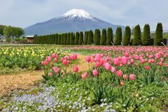 週末の富士山（新作891）