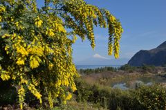 週末の富士山（新作428）