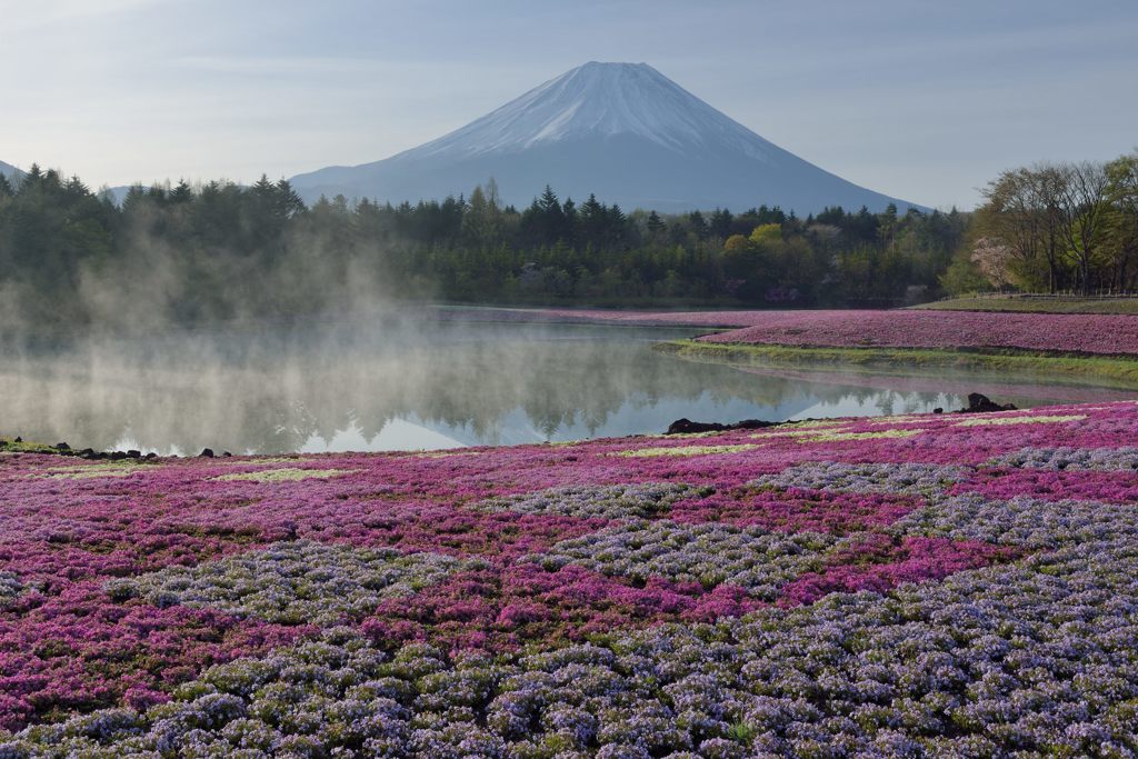 週末の富士山（新作1184）