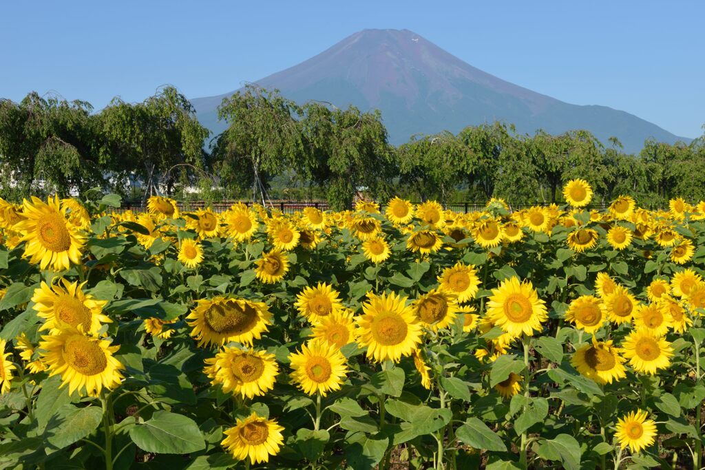 週末の富士山96