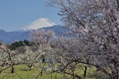 平日の富士山1069