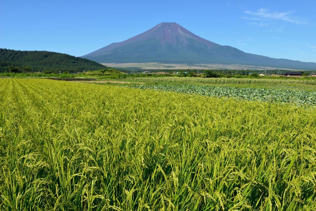 週末の富士山（新作1014）