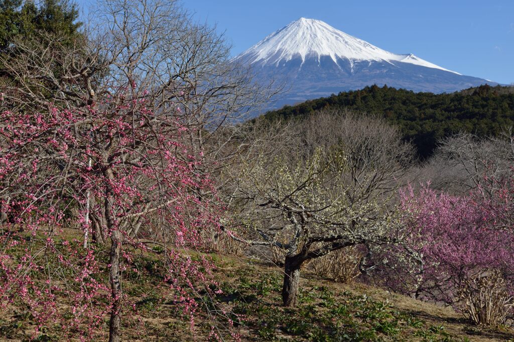 週末の富士山（新作1286）