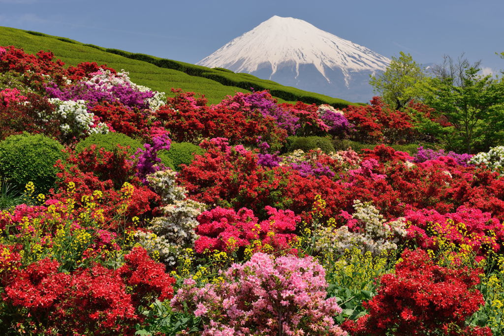 週末の富士山46