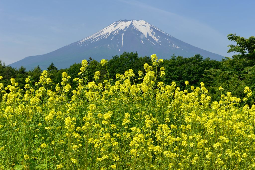 週末の富士山（新作684）