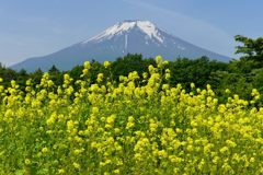 週末の富士山（新作684）