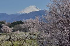 平日の富士山1068
