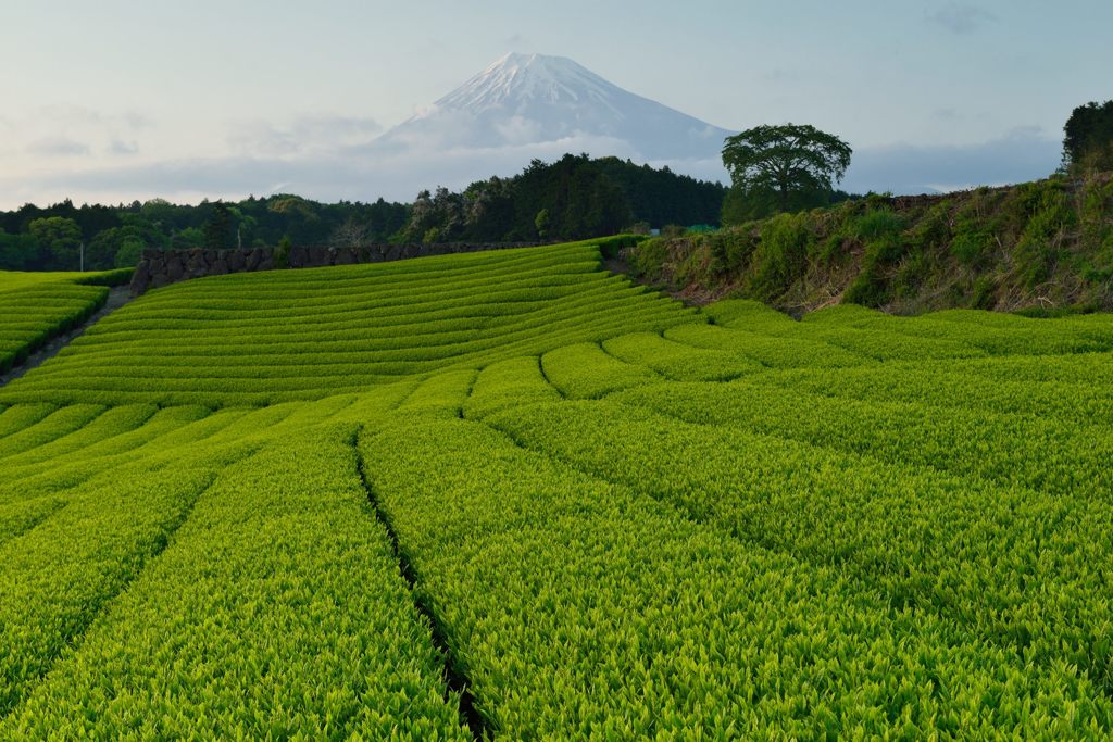 週末の富士山（新作842）