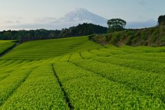 週末の富士山（新作842）